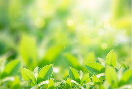 Green Chikktirupathi