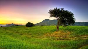 Green Shoolagiri